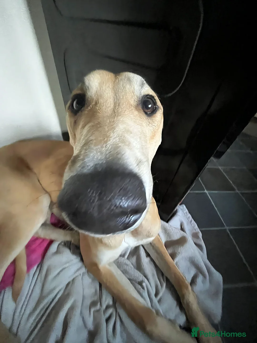 Mixed Breed dogs for sale: Lurcher - Advert 2