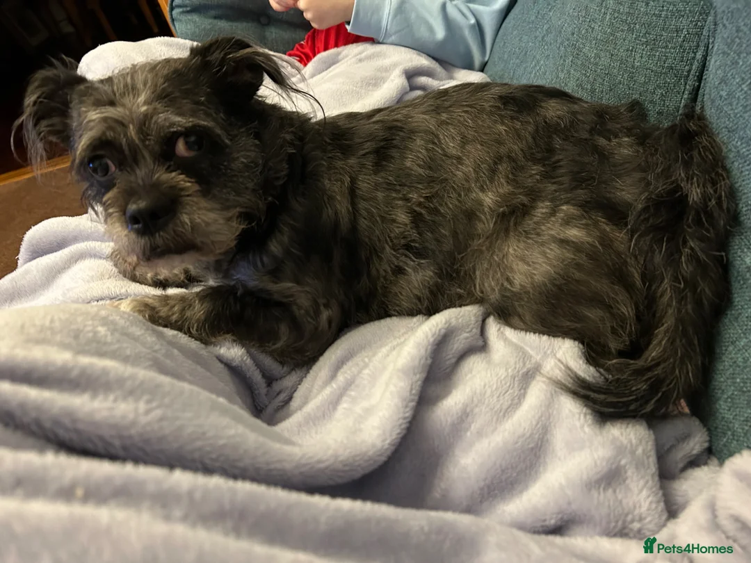 Shorkie dogs for sale: Beautiful tan white shitzhu cross little boy puppy - Advert 5