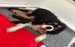 Cavapoo dogs for sale: F1 cavapoo puppies heath tested  - Image 10