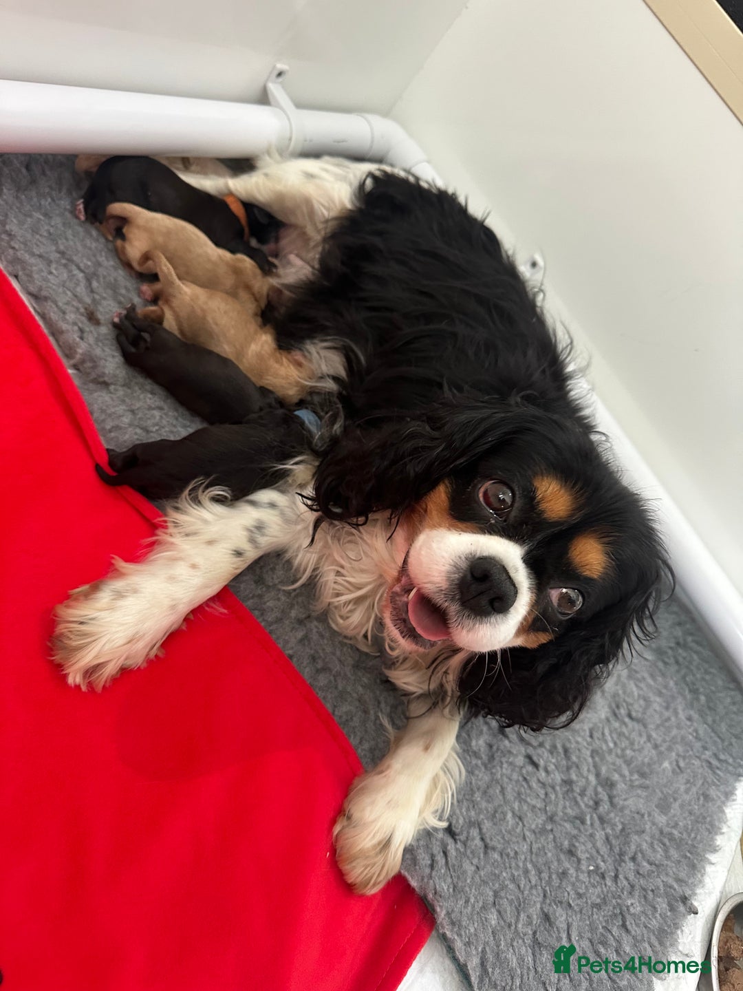 Cavapoo dogs for sale: F1 cavapoo puppies heath tested  - Image 10