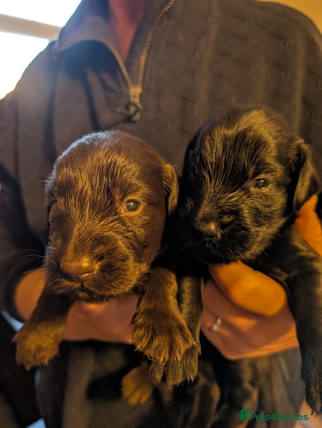 Flat coated Retriever dogs for sale: Beautiful litter of Flat Coated Retrievers - Image 3