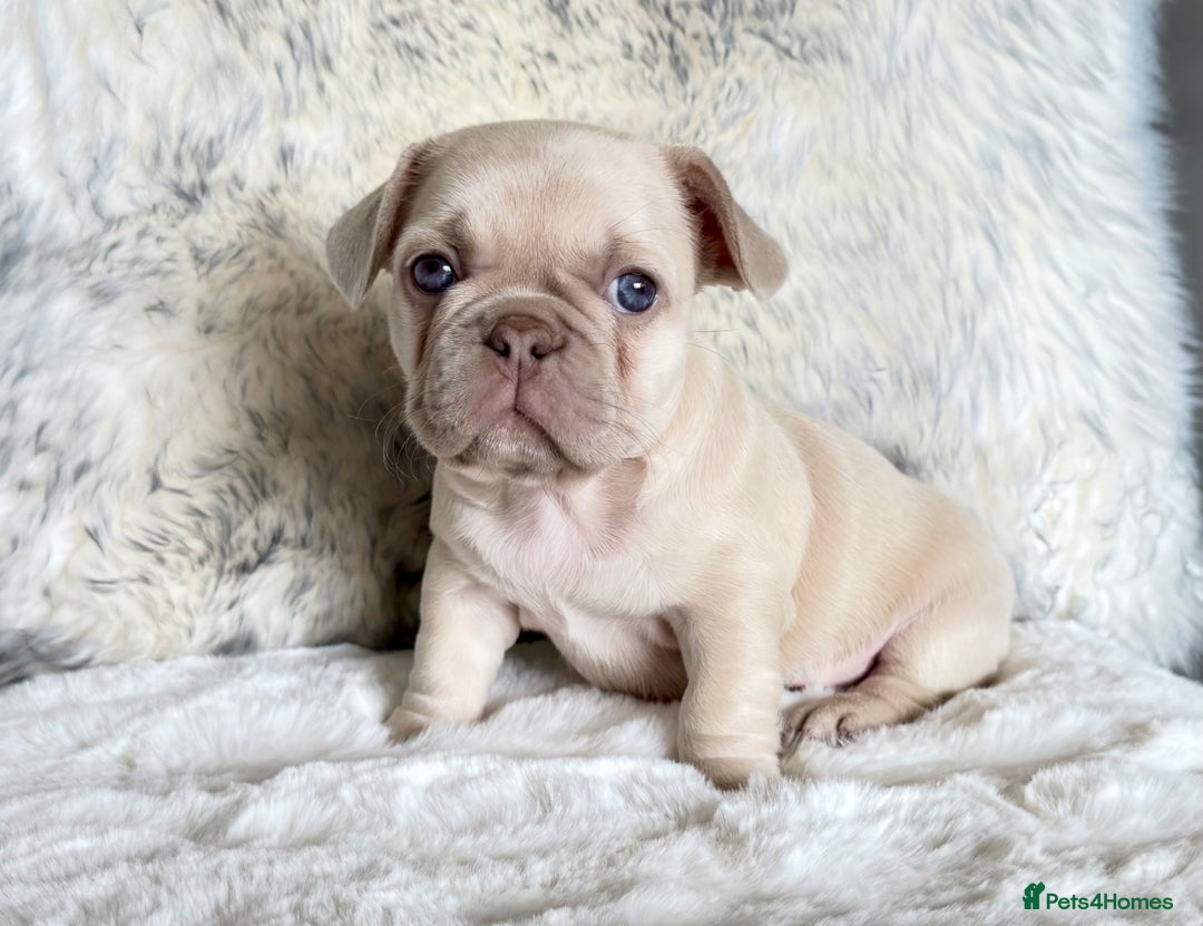 French Bulldog dogs for sale: French Bulldog gorgeous puppies - Image 8