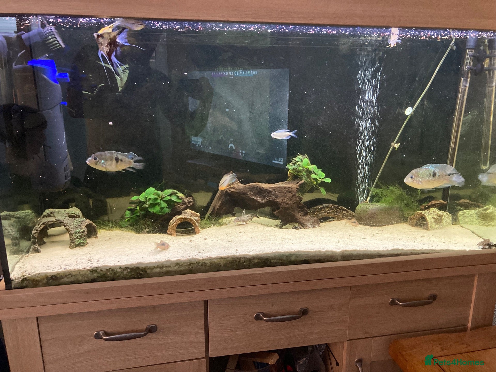 Plecos fish Aqua one 230litre tank and stand - Advert 12