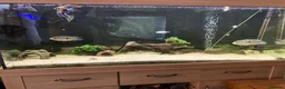 Plecos fish for sale: Aqua one 230litre tank and stand in Nuneaton - Advert 1