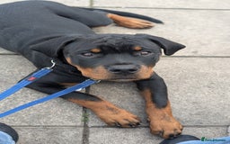 Rottweiler dogs for sale: 6 months male Rottie - Image 3