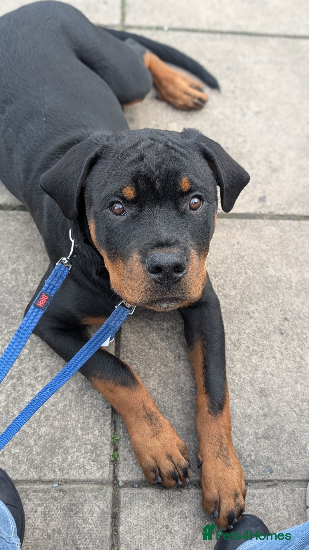 Rottweiler dogs for sale: 6 months male Rottie - Image 3