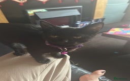 British Shorthair cats for sale: Black female shorthair - Image 1