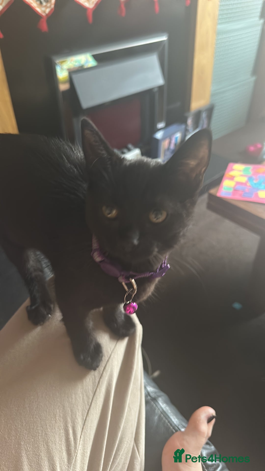 British Shorthair cats for sale: Black female shorthair - Image 1