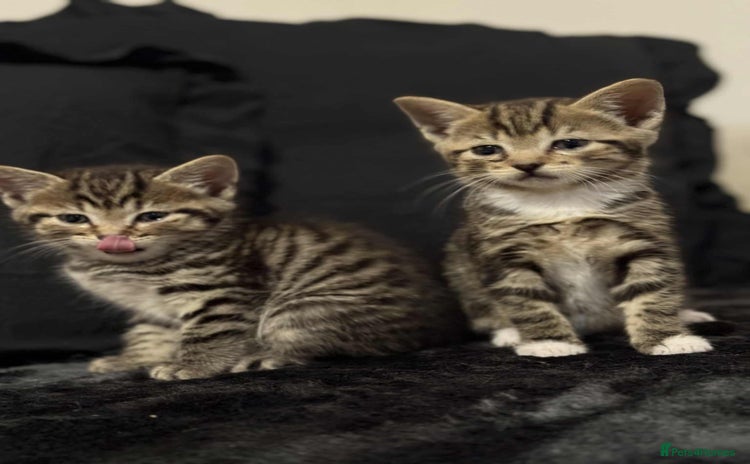 British Shorthair cats - Advert 11