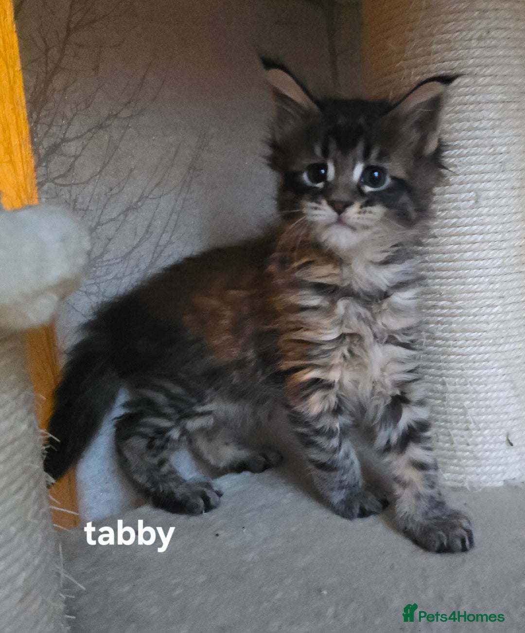 Maine Coon cats for sale: Maine Coon Kittens Polydactyl Russian line - Image 17