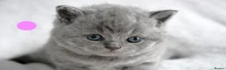 British Shorthair cats for sale: British Shorthair Kittens - Advert 9