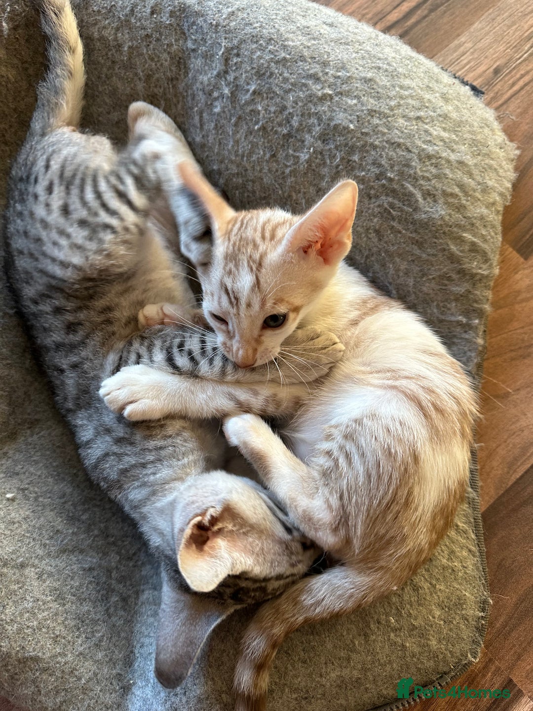 Mixed Breed cats for sale: Crossed Between Oriental short hair & White Bengal - Advert 29