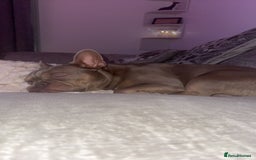 French Bulldog dogs for sale: KC registered French Bulldog  - Image 2