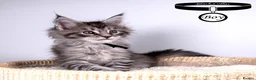 Maine Coon cats for sale: 💚Stunning XL TICA-registered Maine Coon Kittens  - Advert 39