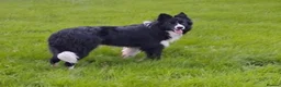 Border Collie dogs for sale: ISDS Registered Border Collie pup - Advert 4