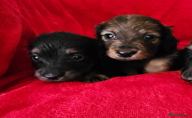 Dachshund dogs - Advert 1
