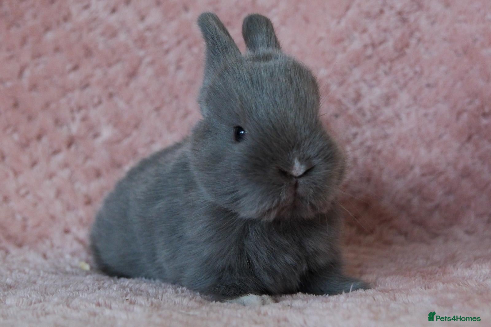 Mini Lion Lop rabbits 🐰 LION LOPS 🐰 - Advert 7