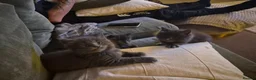 Ragcoon cats for sale: Beautifull Blue in colour ragdoll / maincoon mix - Advert 15
