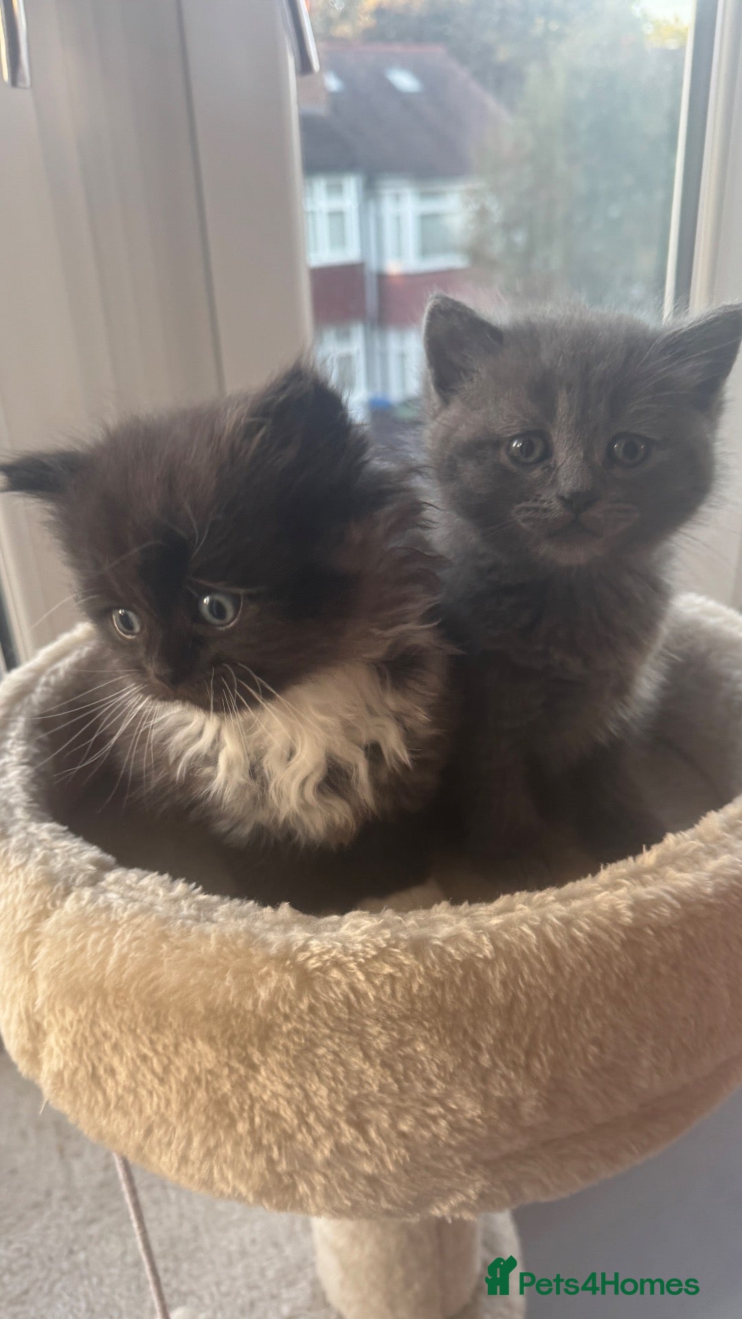 British Shorthair cats Lovely kittens are ready to find their home  - Advert 1