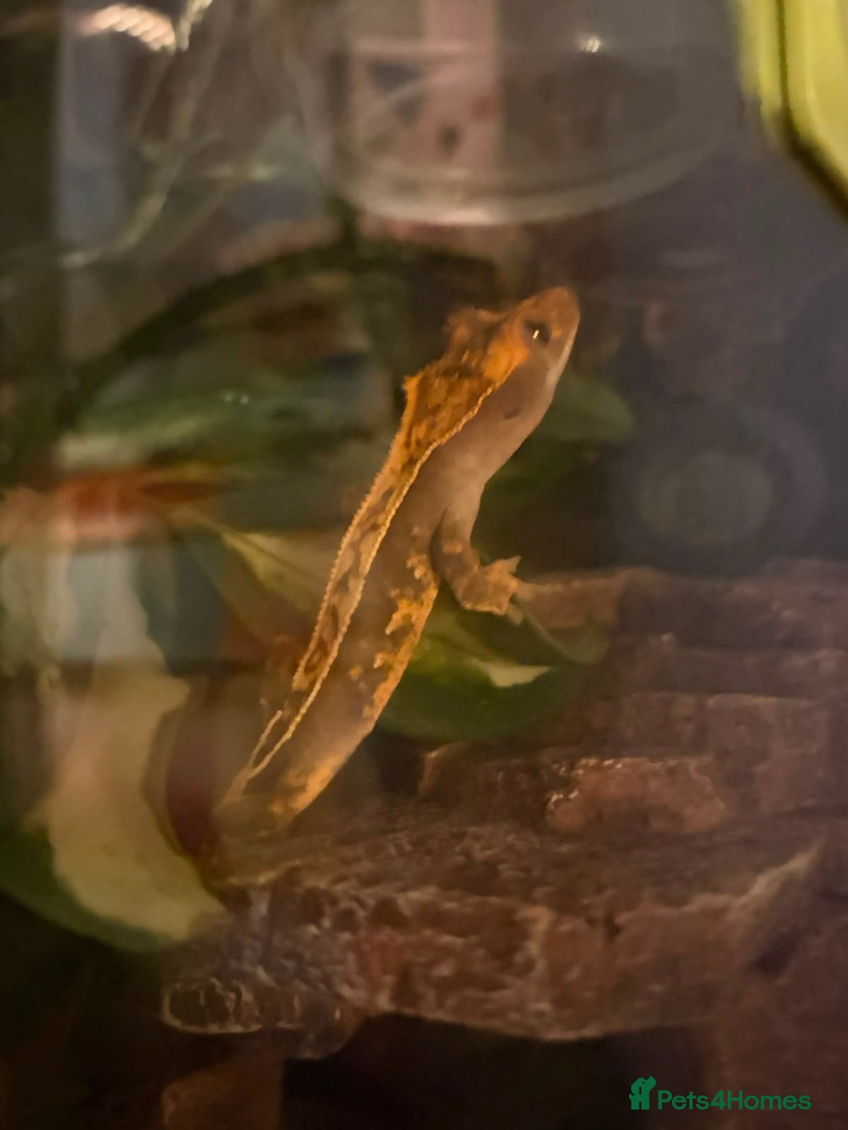 Gecko reptiles Crested Gecko - Advert 1
