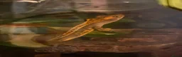 Gecko reptiles for sale: Crested Gecko in Poole - Advert 1