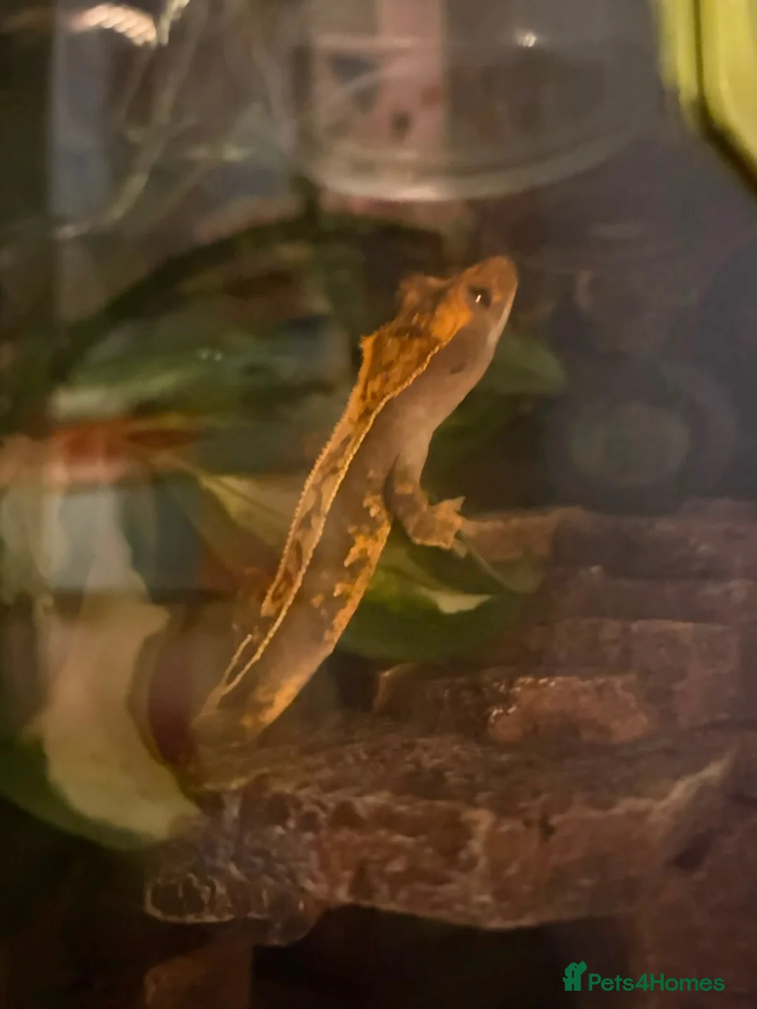 Gecko reptiles for sale: Crested Gecko in Poole - Advert 1