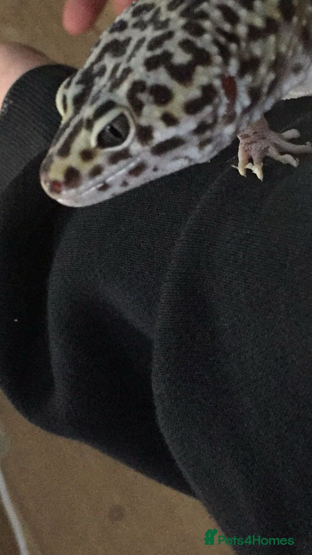 Leopard Gecko reptiles for sale: Beautiful leopard gecko. - Advert 2