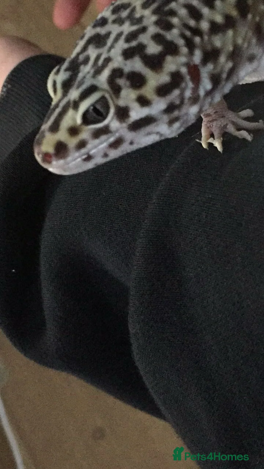 Leopard Gecko reptiles for sale: Beautiful leopard gecko. - Advert 2