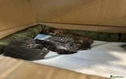 British Shorthair cats for sale: BEAUTIFUL BRITISH SHORT HAIR CROSS KITTENS - Image 1