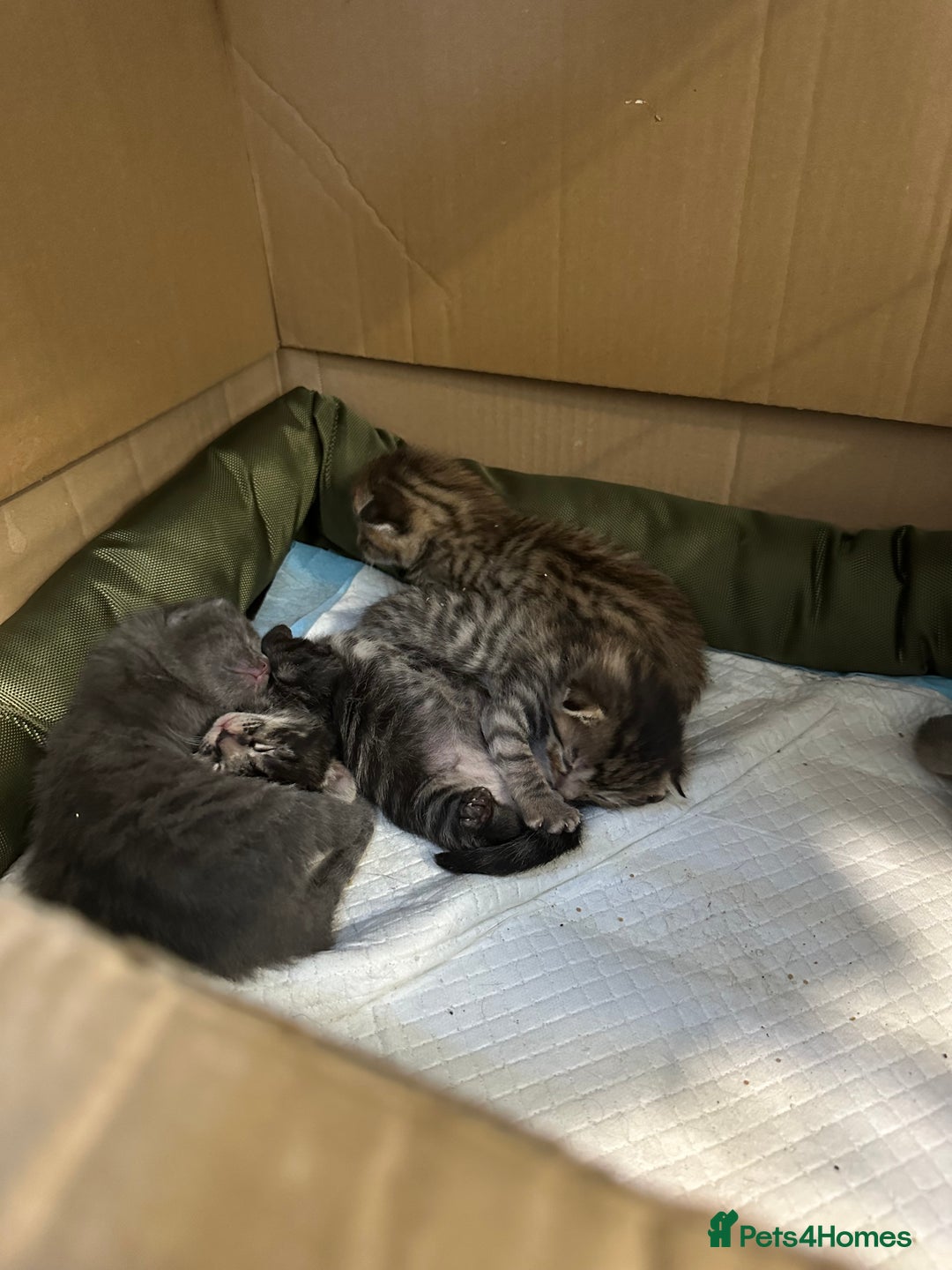 British Shorthair cats for sale: BEAUTIFUL BRITISH SHORT HAIR CROSS KITTENS - Image 1