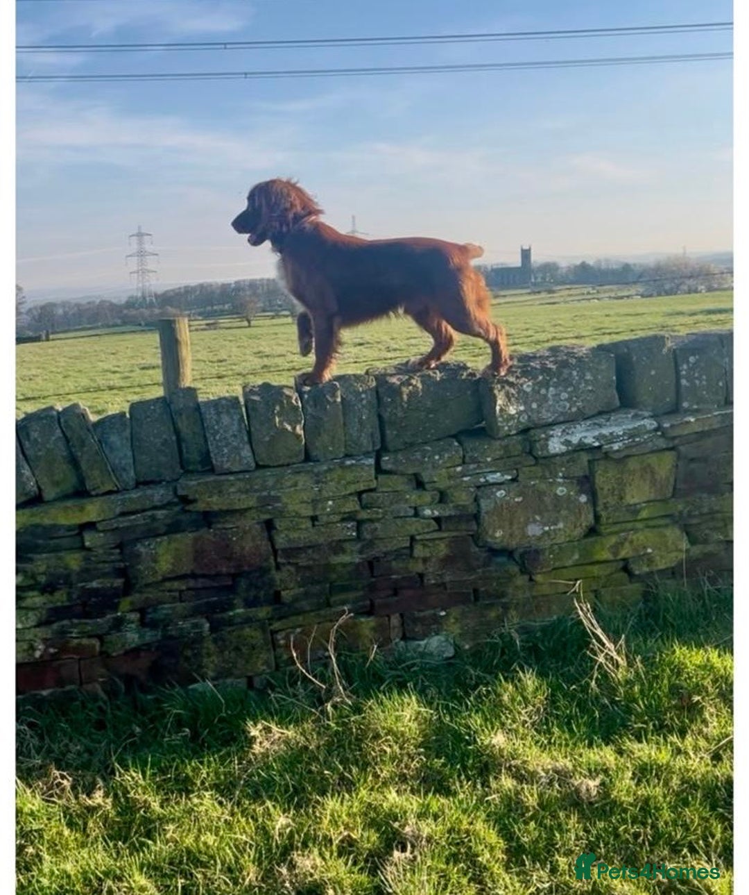 Cocker Spaniel dogs for stud: Handsome working cocker spaniel for stud!! - Advert 6