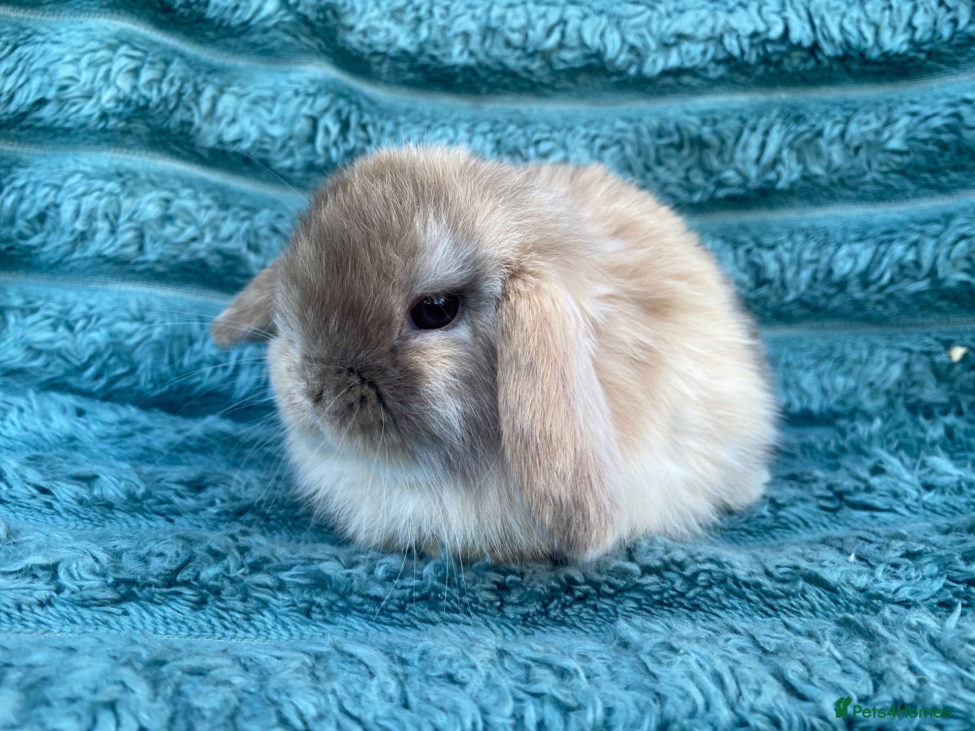 Mini Lop rabbits Mini lops - Advert 2