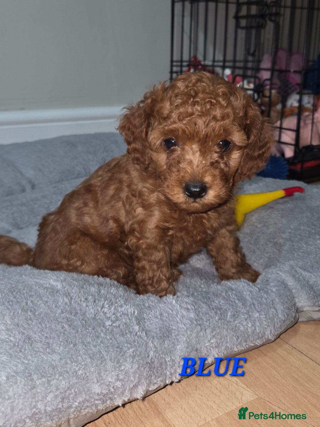 Mixed Breed dogs for sale: Toy / Aisan Poodle, Red Puppies - Advert 11