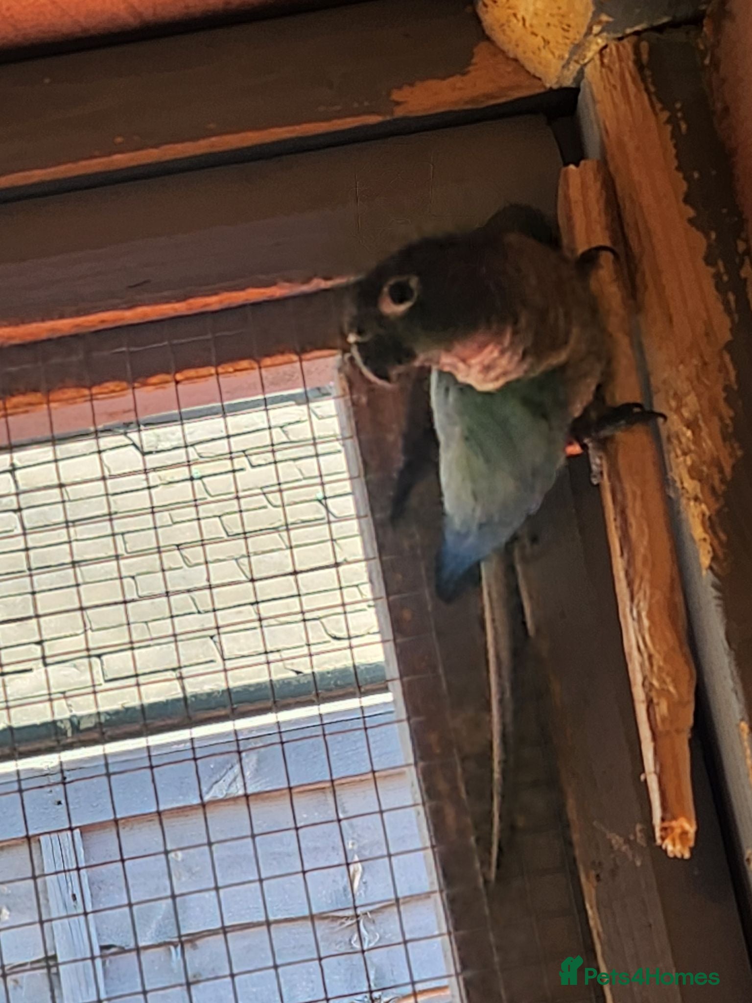 Conures birds Male conure - Advert 2