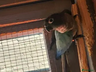 Conures birds Male conure - Advert 2