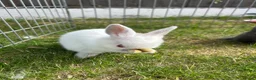 Netherland Dwarf rabbits for sale: Netherland Dwarf Baby rabbits - Advert 2