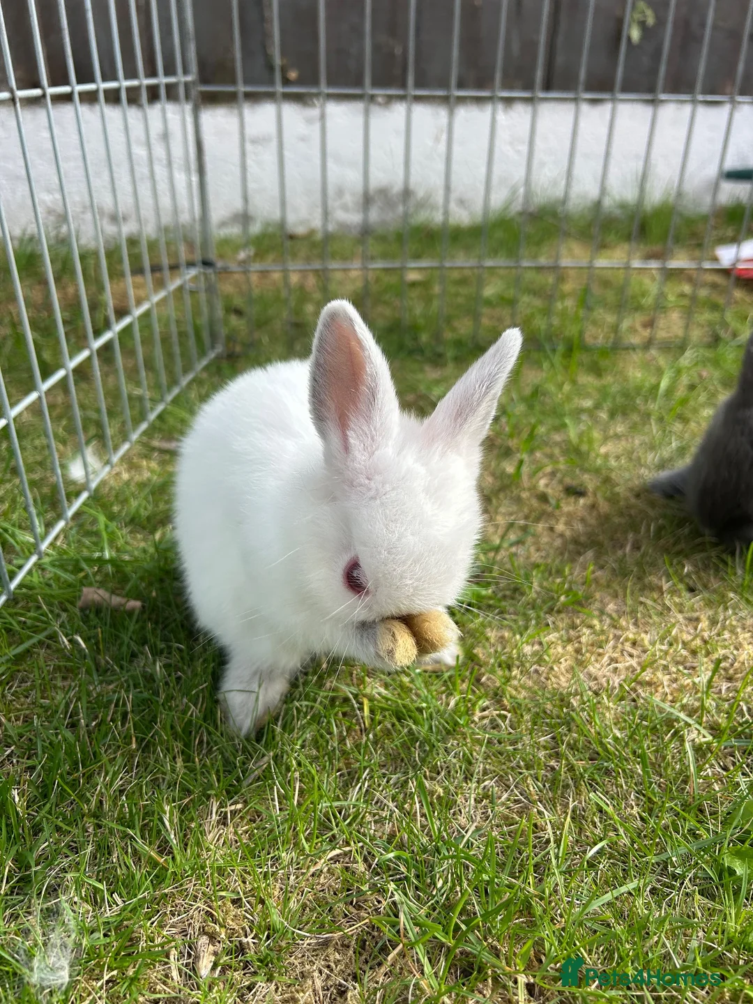 Netherland Dwarf rabbits for sale: Netherland Dwarf Baby rabbits - Advert 2