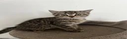 American Shorthair cats for sale: Beautiful Tabby Kittens Ready for Loving Homes - Advert 15