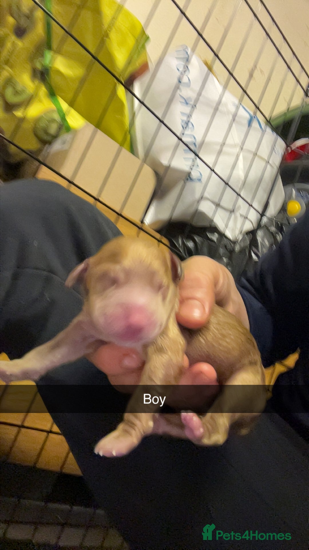 Goldendoodle dogs for sale: F1 golden doodle - Advert 9