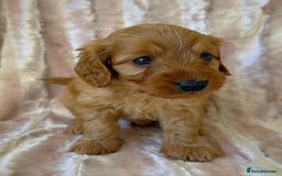 Cockapoo dogs for sale: Apricot & Fox Red F1B Cockapoo Puppies - Image 4