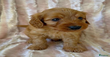 Cockapoo dogs - Advert 7