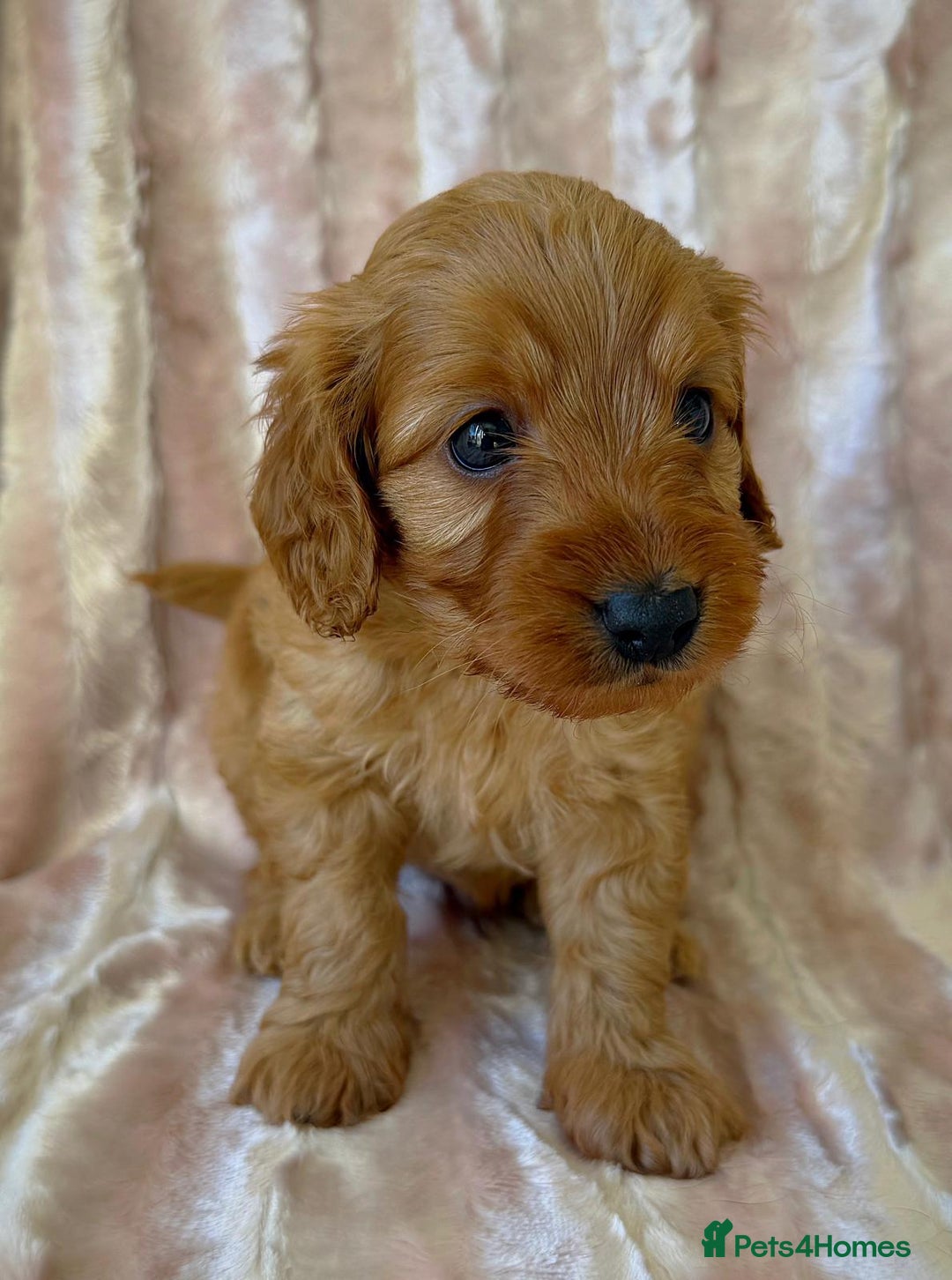 Cockapoo dogs for sale: Apricot & Fox Red F1B Cockapoo Puppies - Image 4