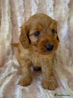 Cockapoo dogs - Advert 1