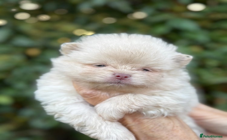 Pomeranian dogs - Advert 4