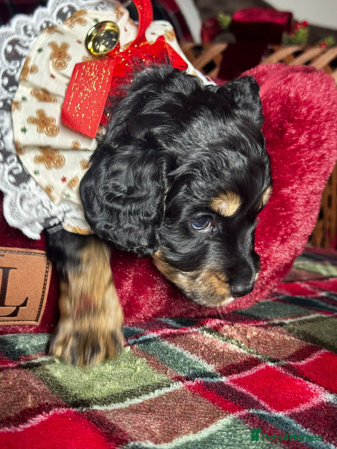 Cockapoo dogs for sale: CHAMPION COCKAPOO - Advert 3