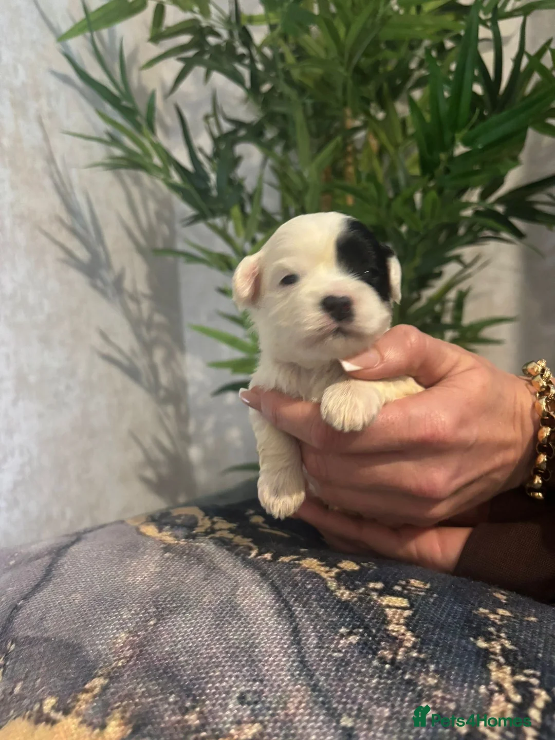 Shihpoo dogs for sale: Shih tzu X miniature poodle puppies - Advert 5