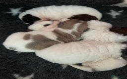 Shar Pei dogs for sale: Amazing flower bear coat !!!  - Advert 7