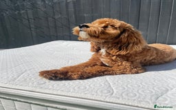 Miniature Poodle dogs for stud: Miniature poodle for stud. - Image 4