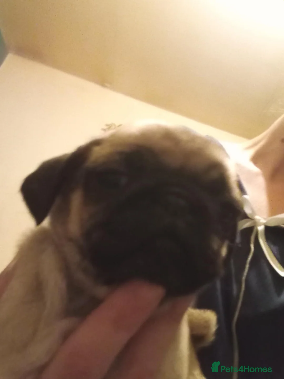 Pug dogs for sale: I have a lovely litter off pug pups for sale  - Advert 19