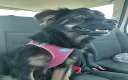 Mixed Breed dogs for adoption: ROBY, a superb puppy boy - for a Loving Home - Image 23